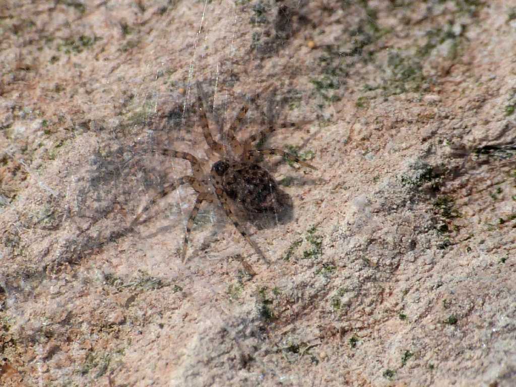 Oecobius cf. navus - Ostia (RM)